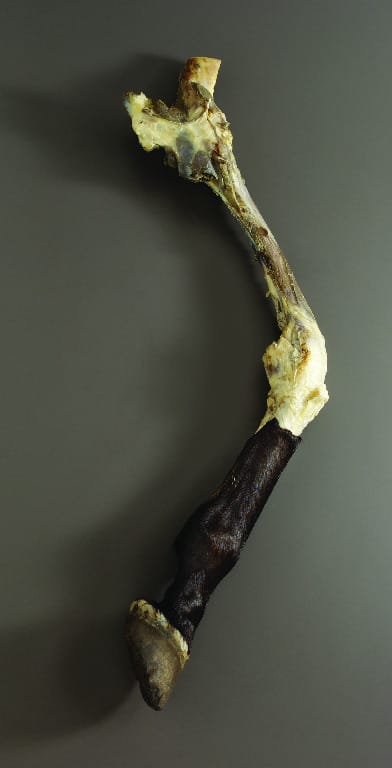 Preserved Horse Limbs