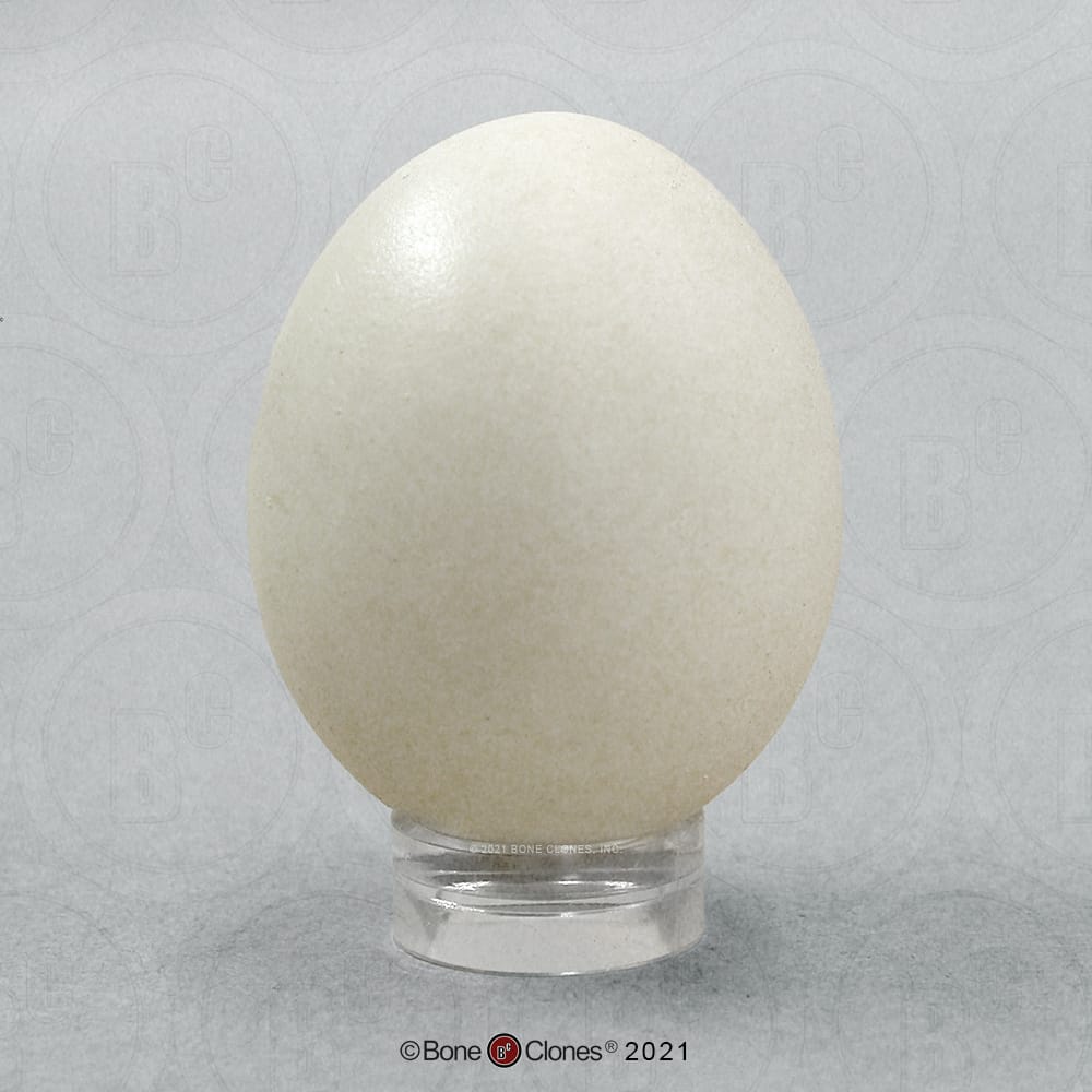 Bone Clones® North American Bird Eggs