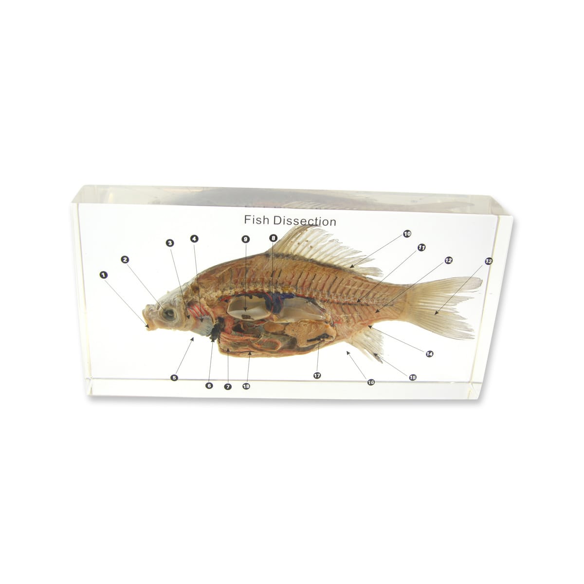 Fish Dissection Plastomount