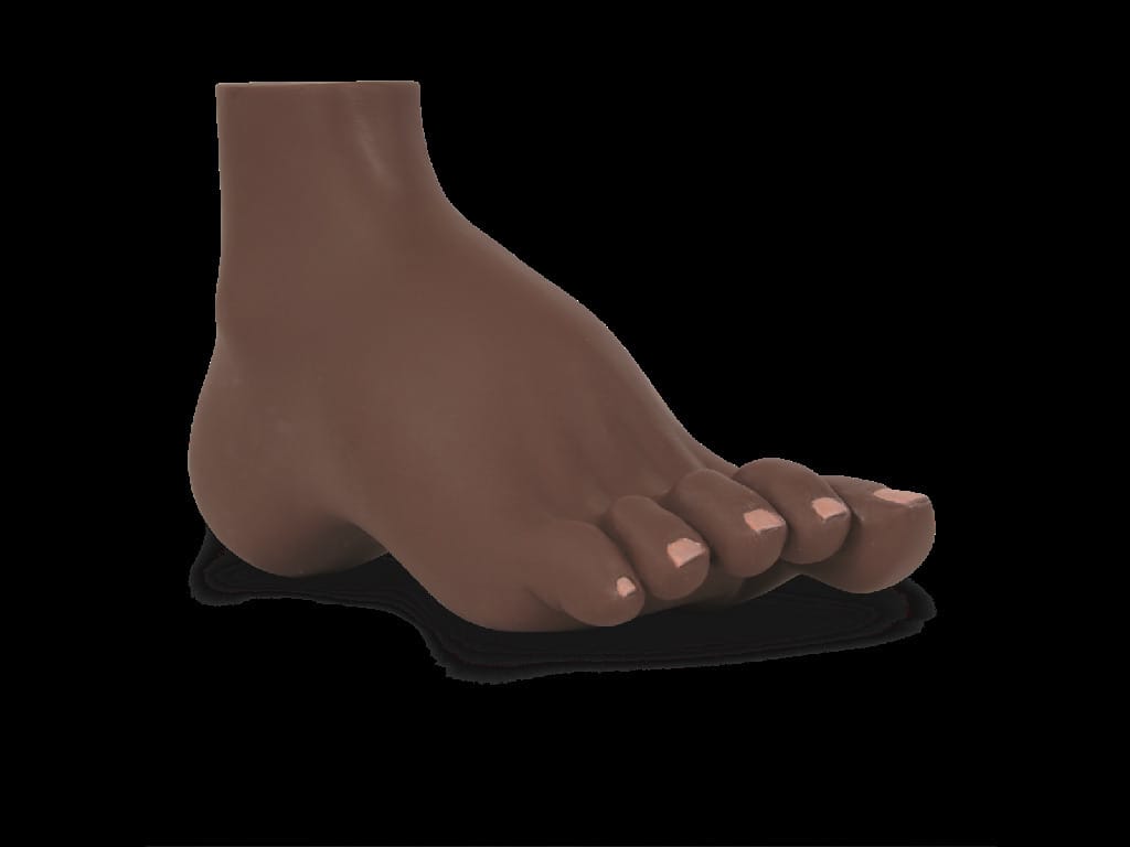 3B Scientific® Foot Structure Models