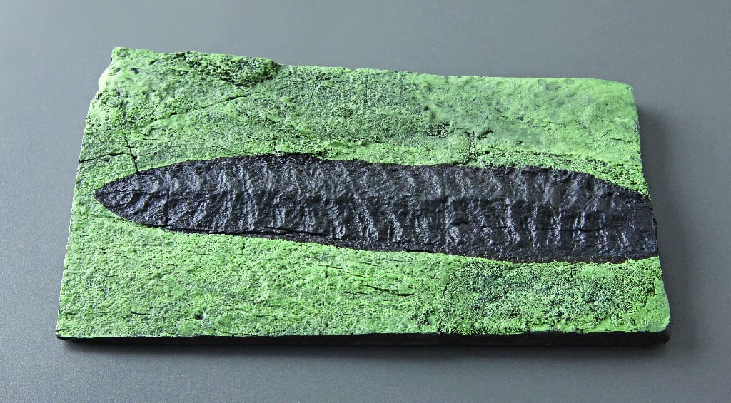 Charniodiscus concentricus (Precambrian)