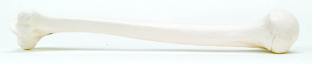 3B Scientific® Individual Bones