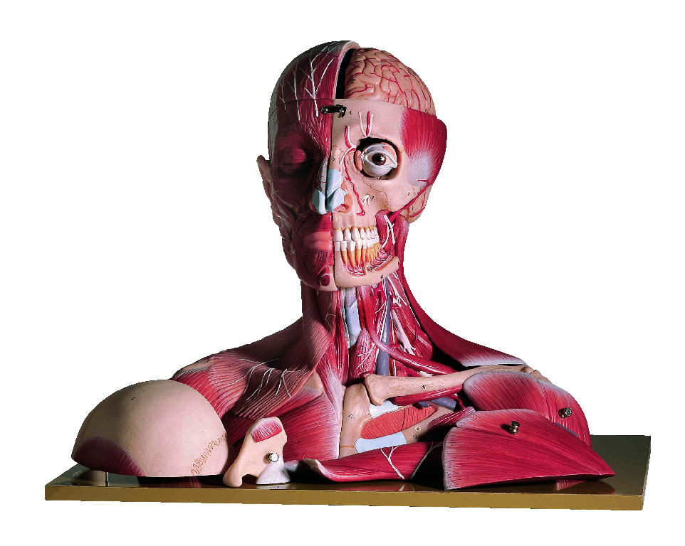 Somso® Head and Neck Model