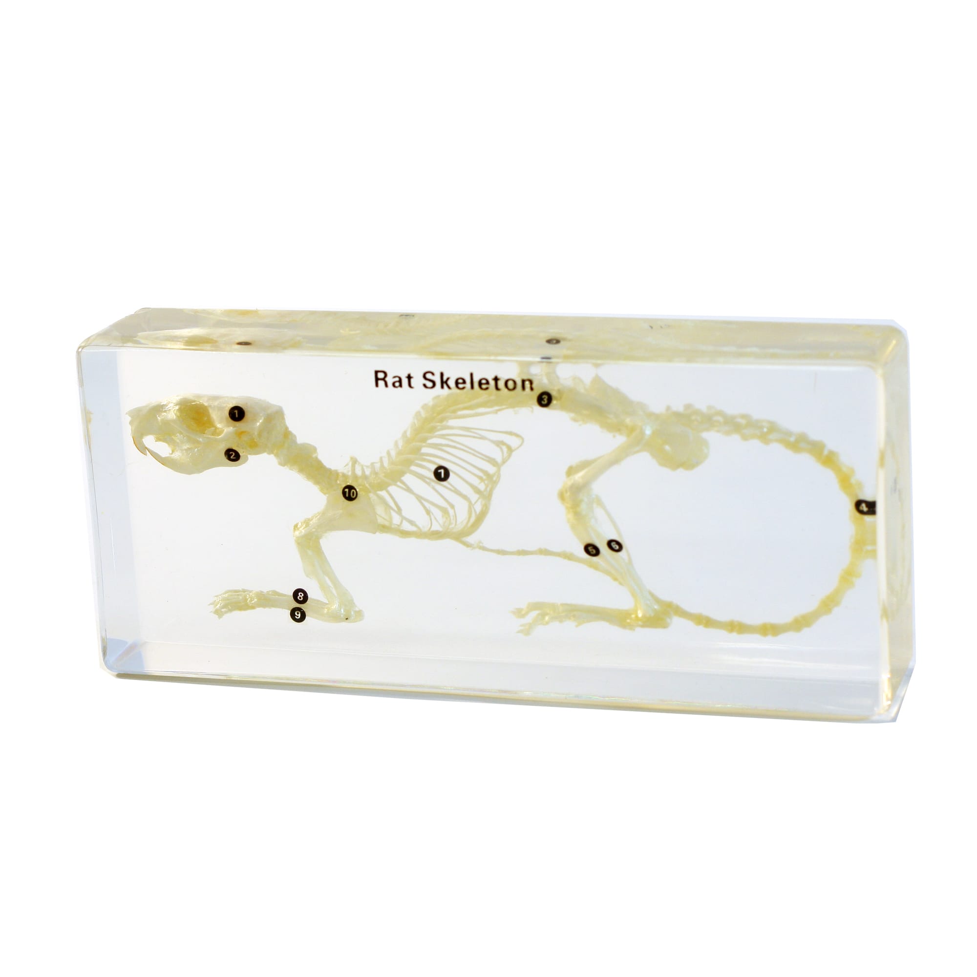 Rat Skeleton Plastomount