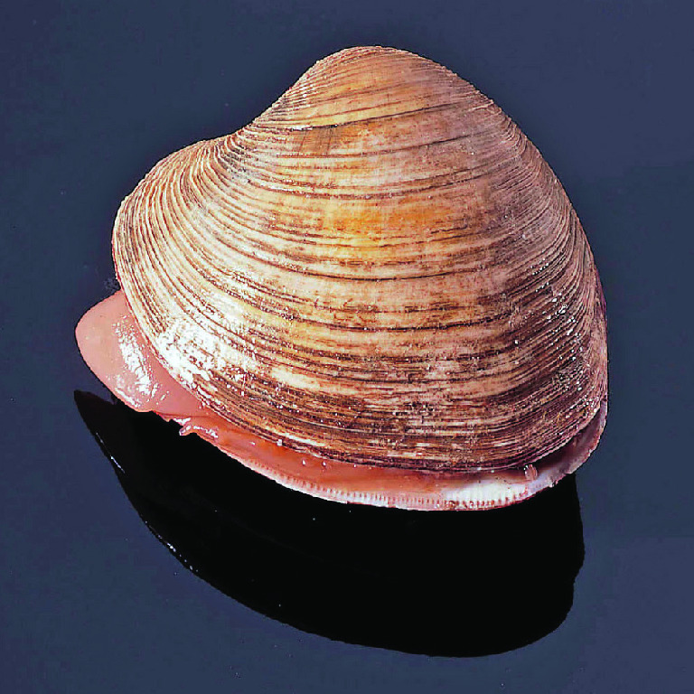 Quahog