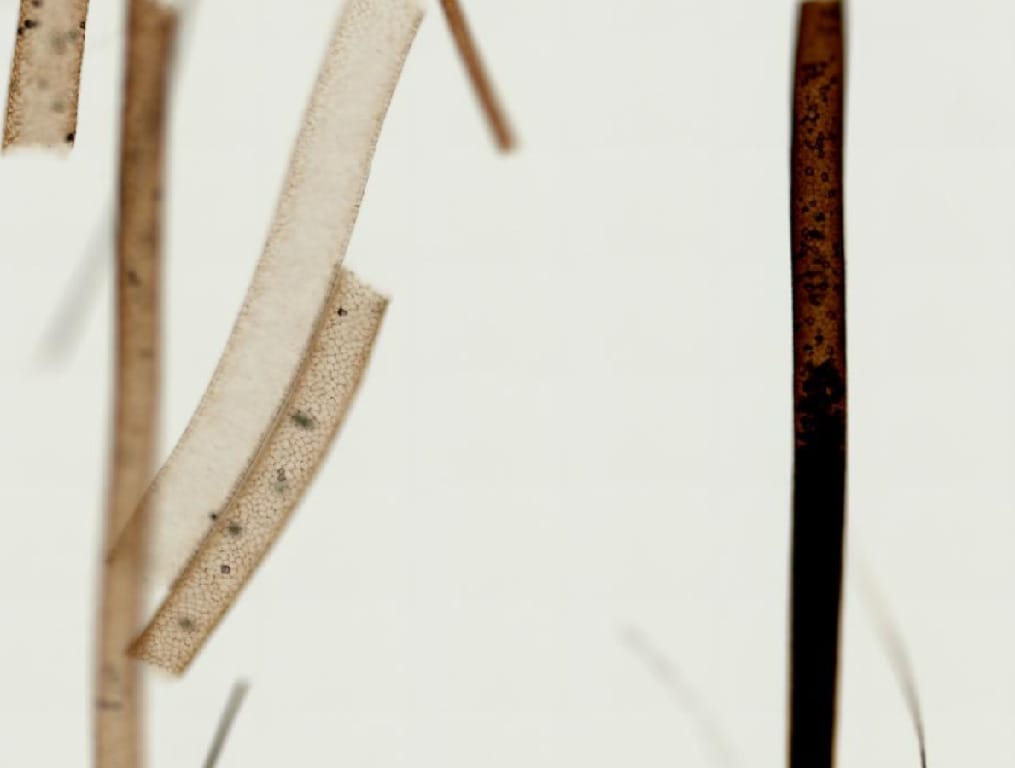 Ward's® Whole-Mounted Hair Slides