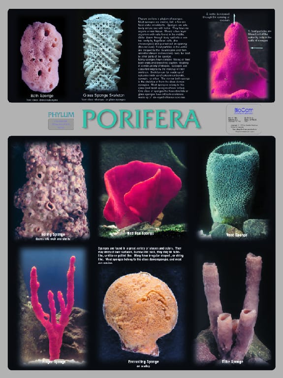 Biocam Museum Of Life Posters