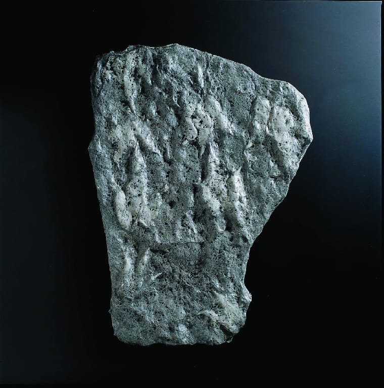 Nothosaurus sp. (Triassic)