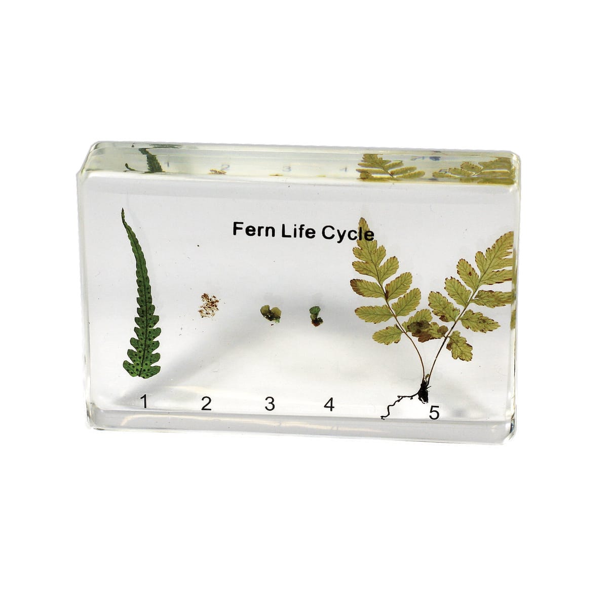 Realbug Fern Life Cycle