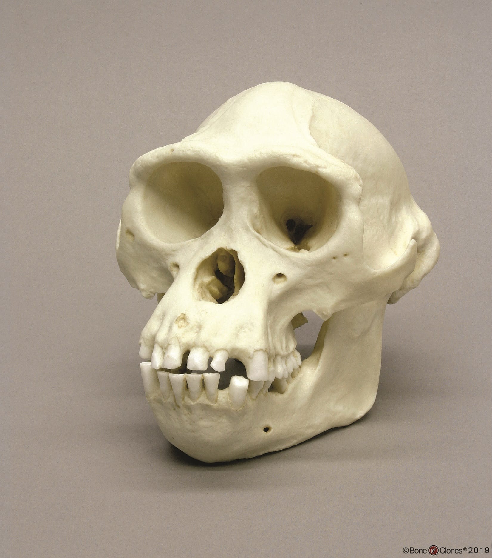 BoneClones® Animal Skulls, Primates