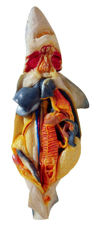 Ward's® Pregnant Shark Model