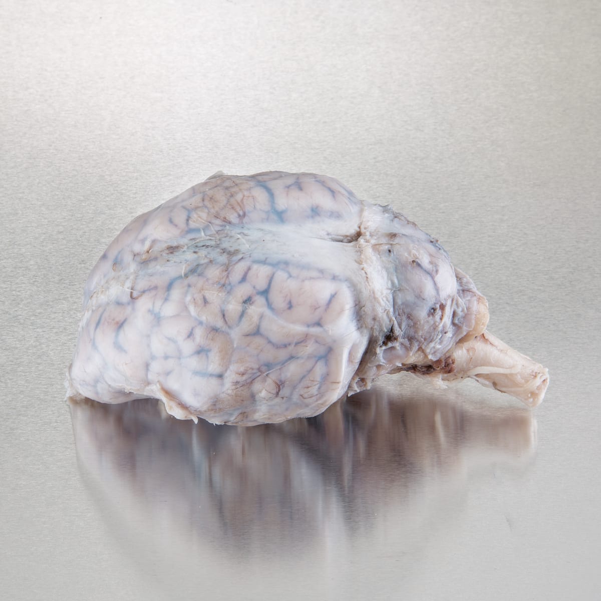 Ward's® Pure Preserved™ Sheep Brains with Dura Mater