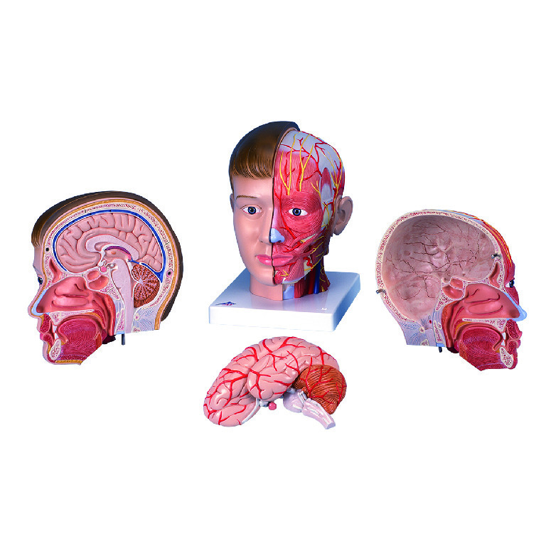 3B Scientific® Head With Neck