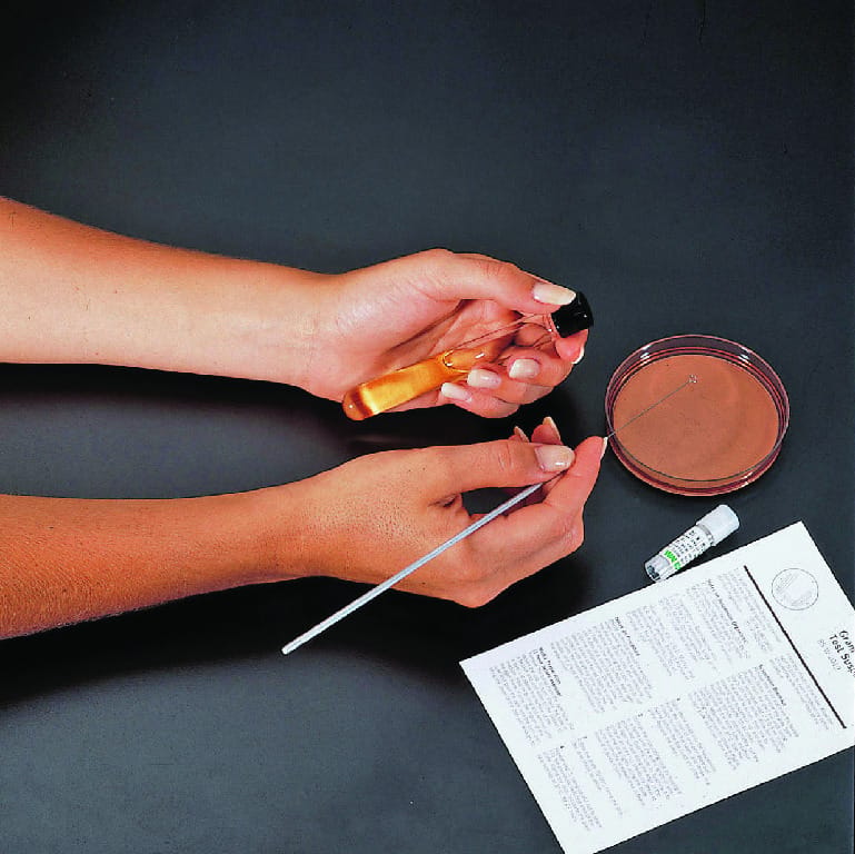 Ward's® Gram Stain Bacterial Suspension Kit