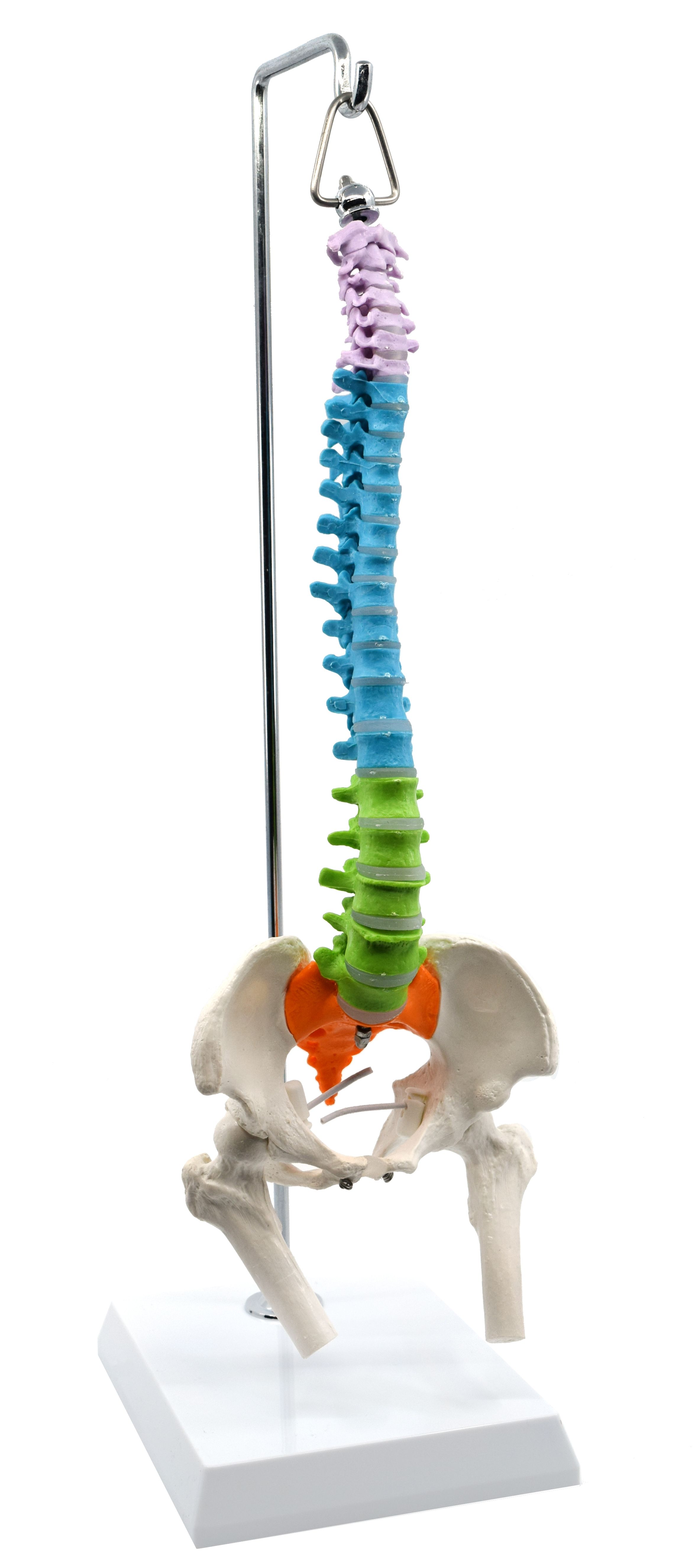 Eisco® Hanging Didactic Colored Spinal Column Model with Pelvis and Femur Detail, ½ Natural Size