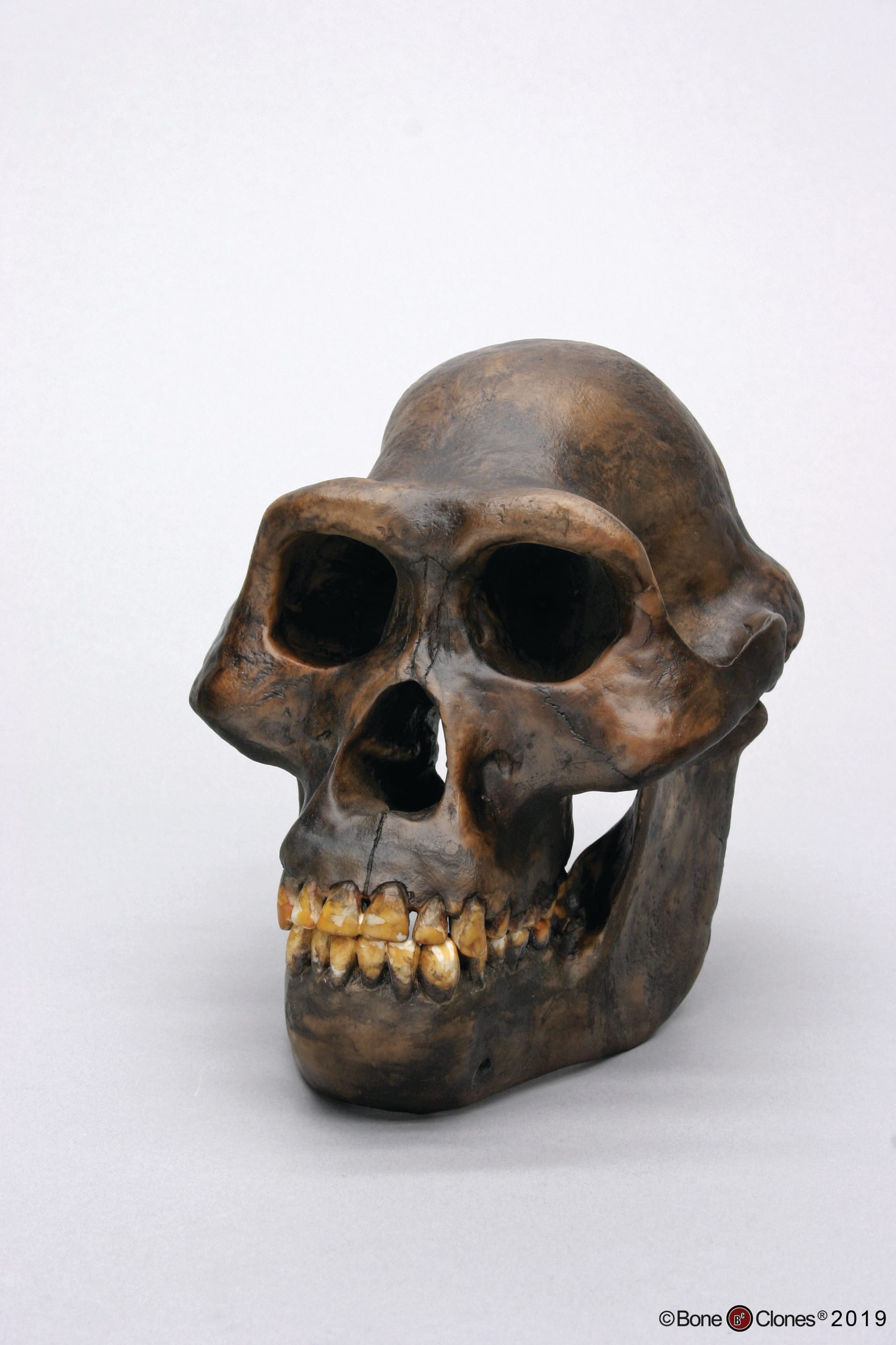Bone Clones® Australopithecus afarensis Skull