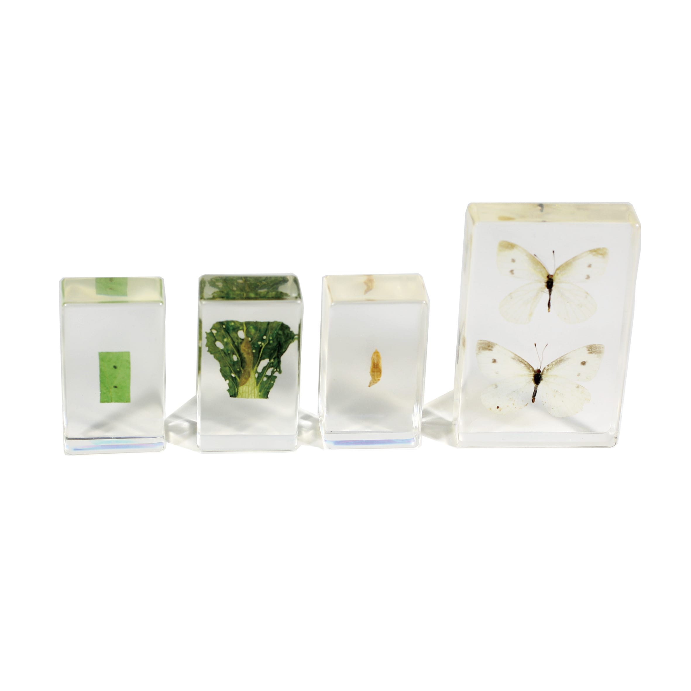 Cabbageworm Life Cycle Plastomount Set, 3 Specimens