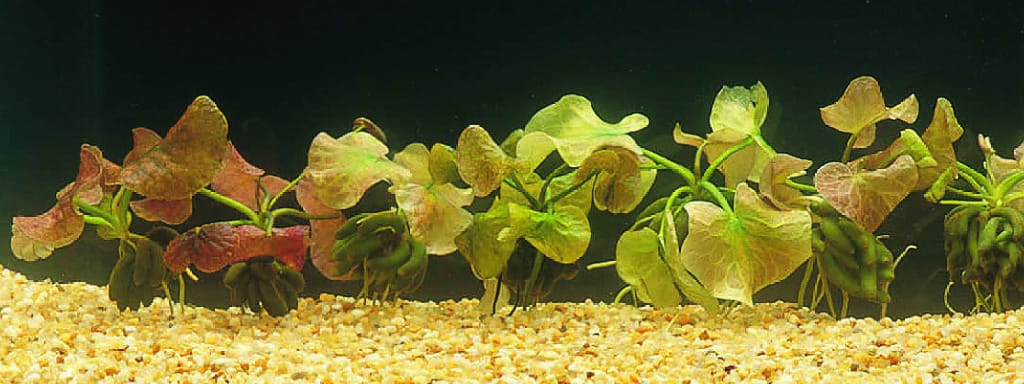 Ward's® Underwater Banana