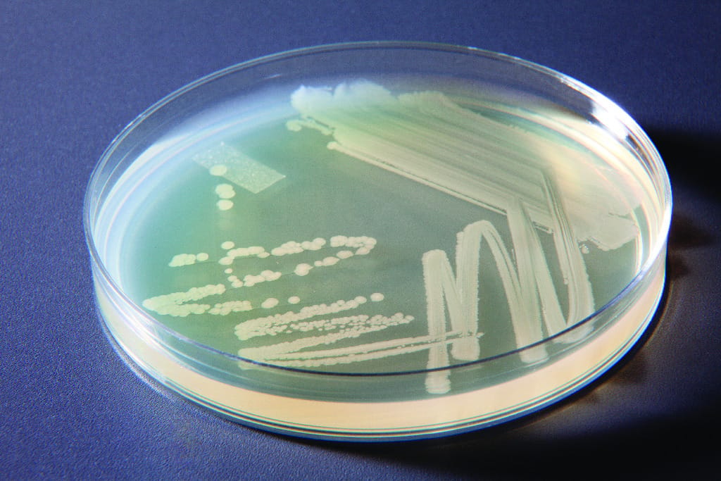 Ward's® AP Biology Investigation 8: Genetics and Information Transfer: Transformation