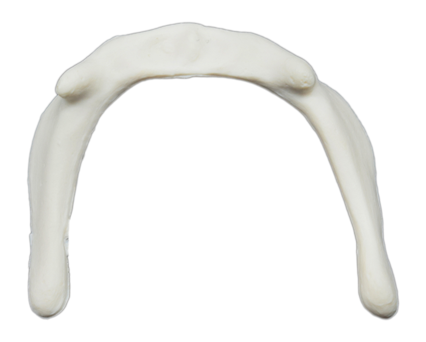 Eisco® Individual Bones