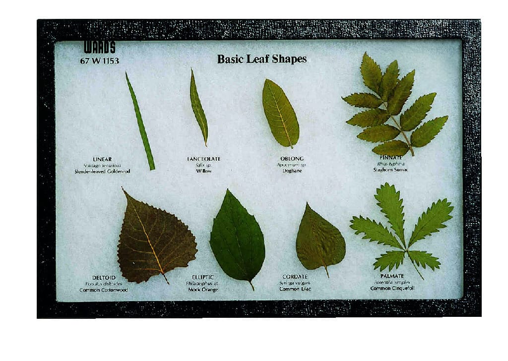 Basic Leaf Shapes Riker Mount