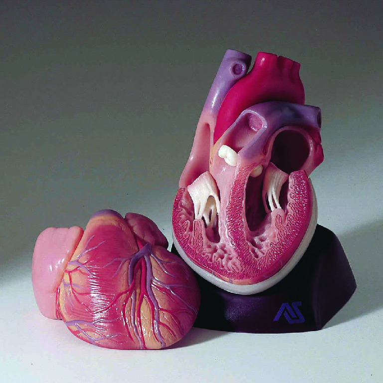 Somso® Heart Model