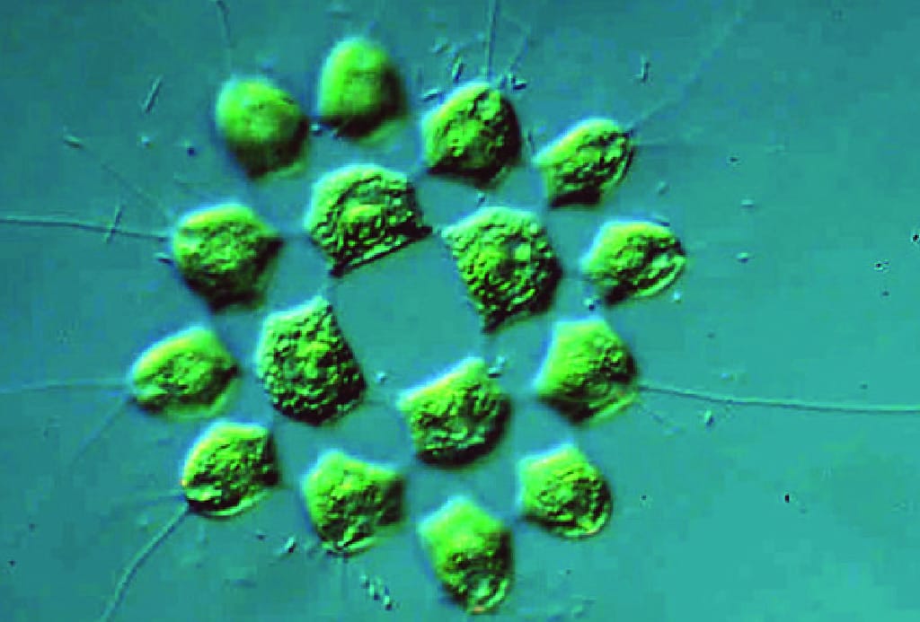 Gonium