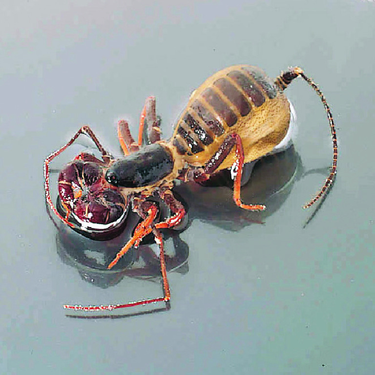 Ward's® Whip Scorpion