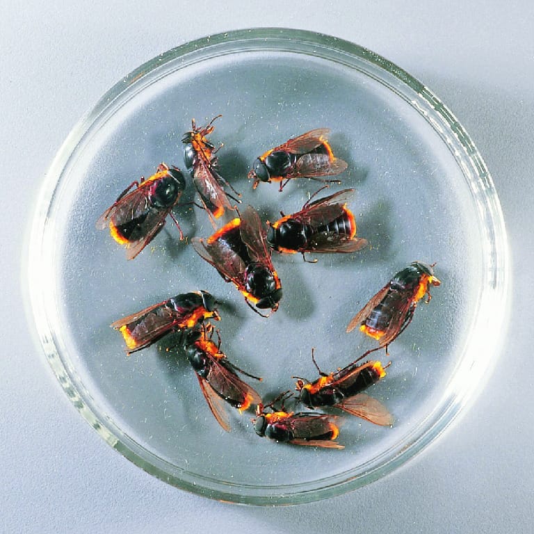 Preserved Horsefly