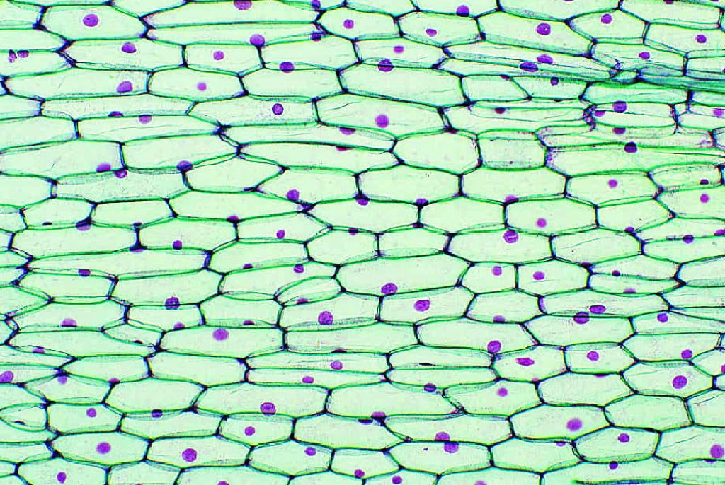 Ward's® Onion (Allium) Slides