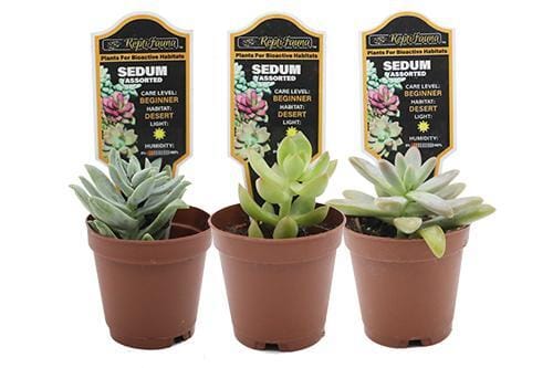ReptiFauna Bioactive Desert Plants