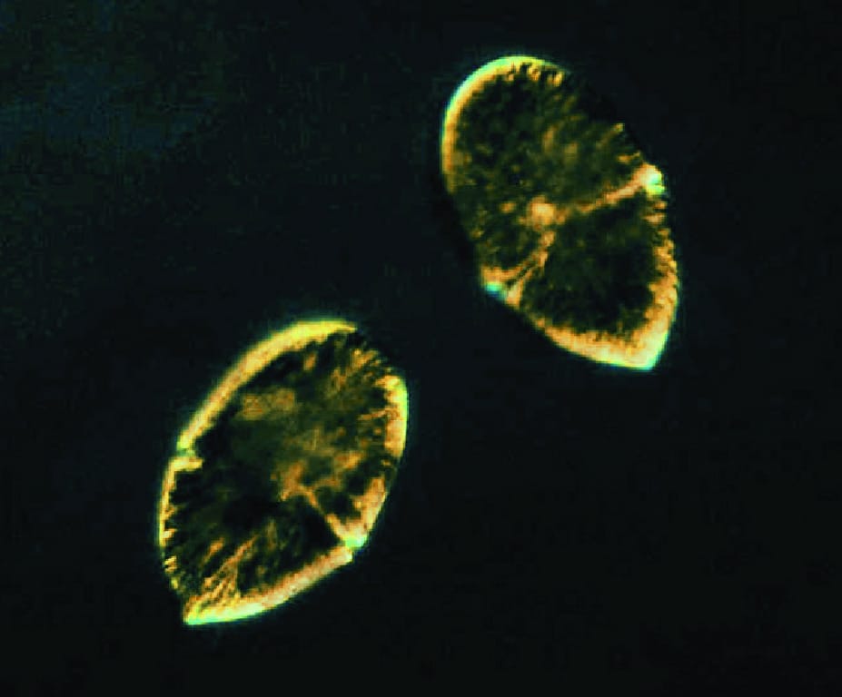 Ward's® Peridinium