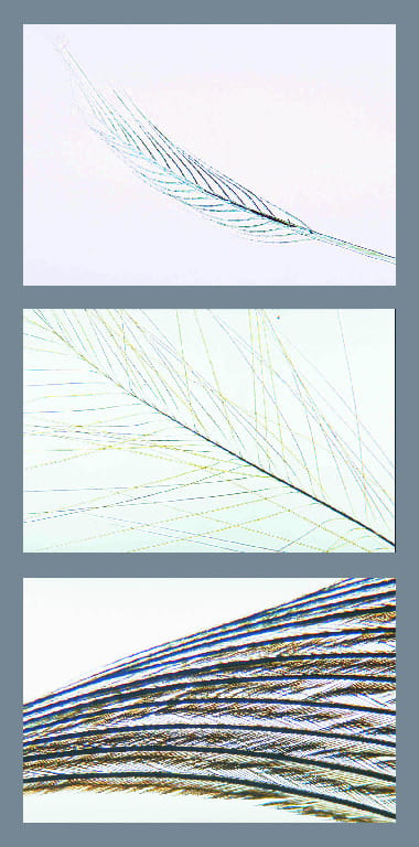 Feathers, Composite Slide