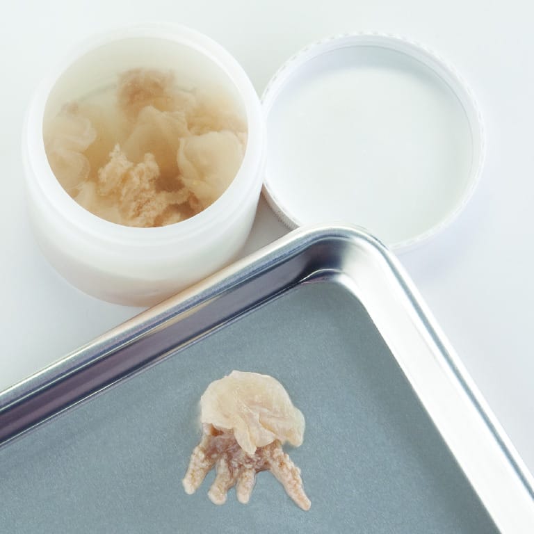 Preserved Common Jellyfish