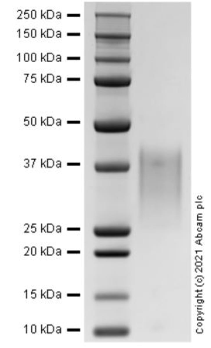 Rat Recombinant MCP1 (from HEK293 cells) | VWR, part of Avantor