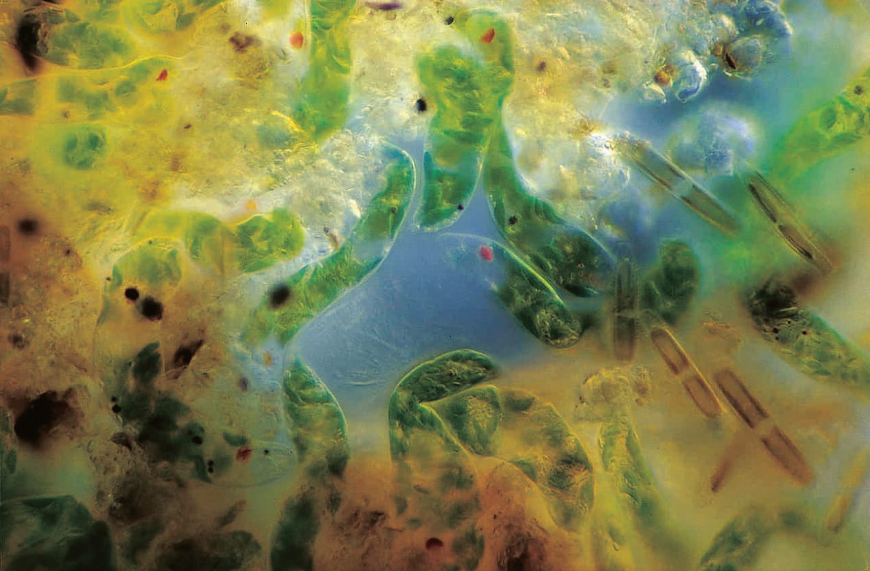Ward's® Live Euglena: 30 Student Culture