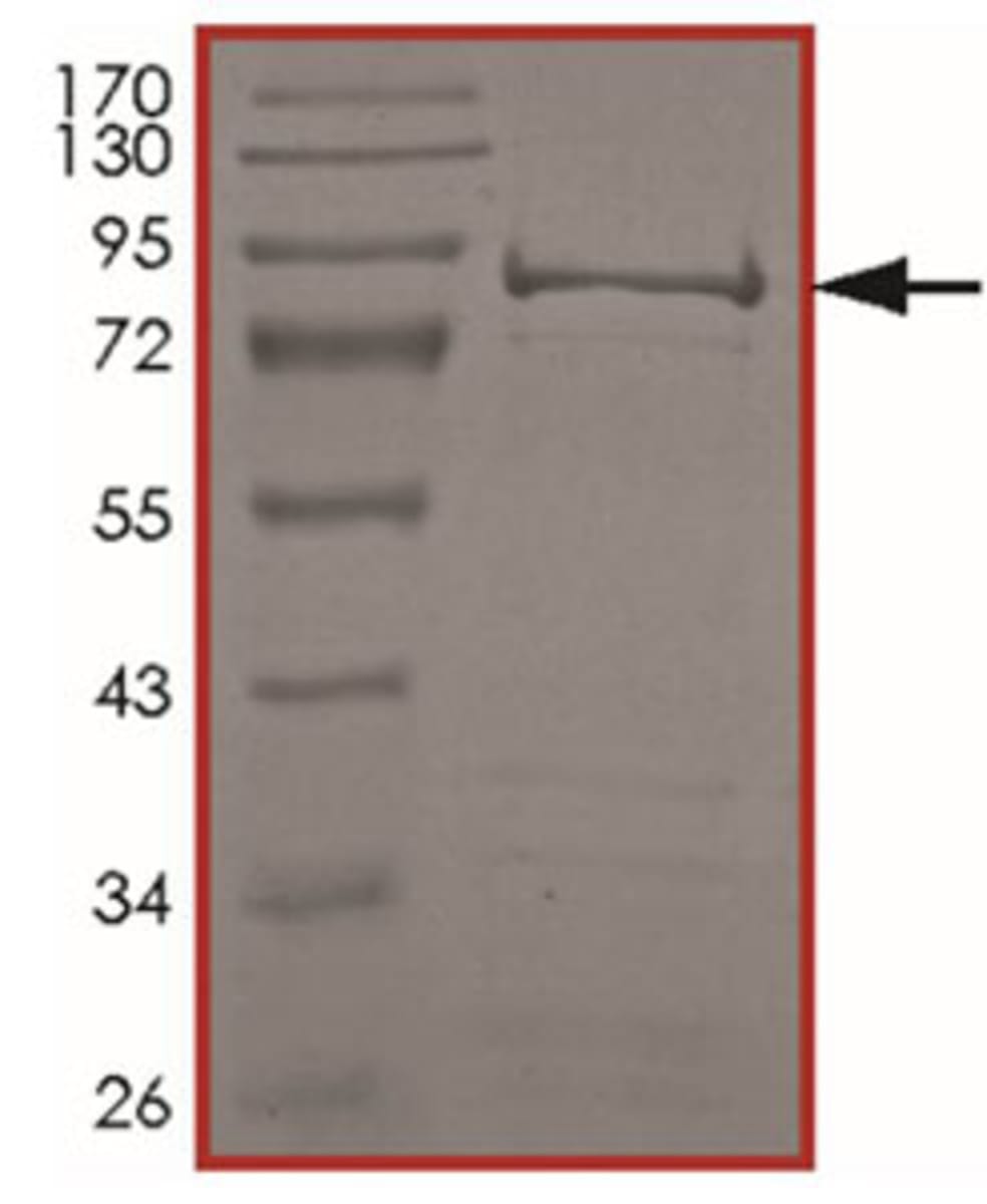 Human Recombinant PCTAIRE2 (from Baculovirus (Sf9 Insect cells)) | VWR ...