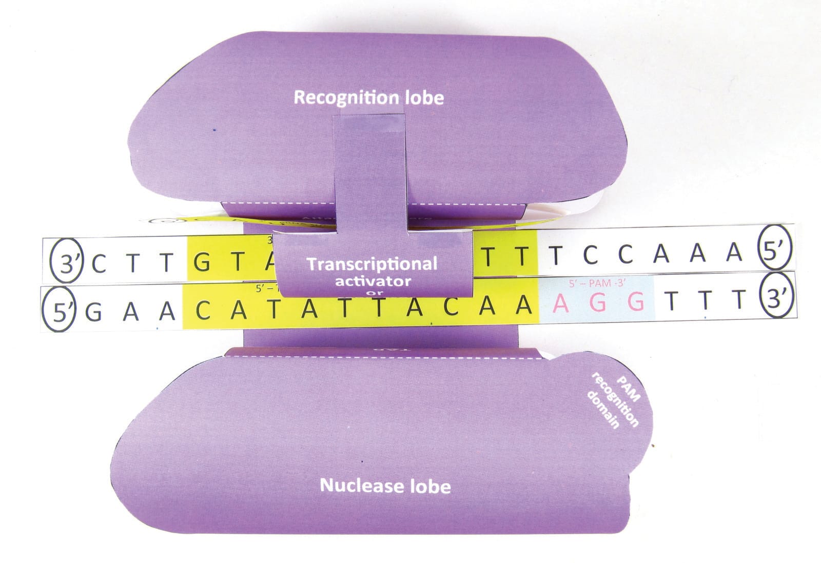 Biotechnology 3D Models
