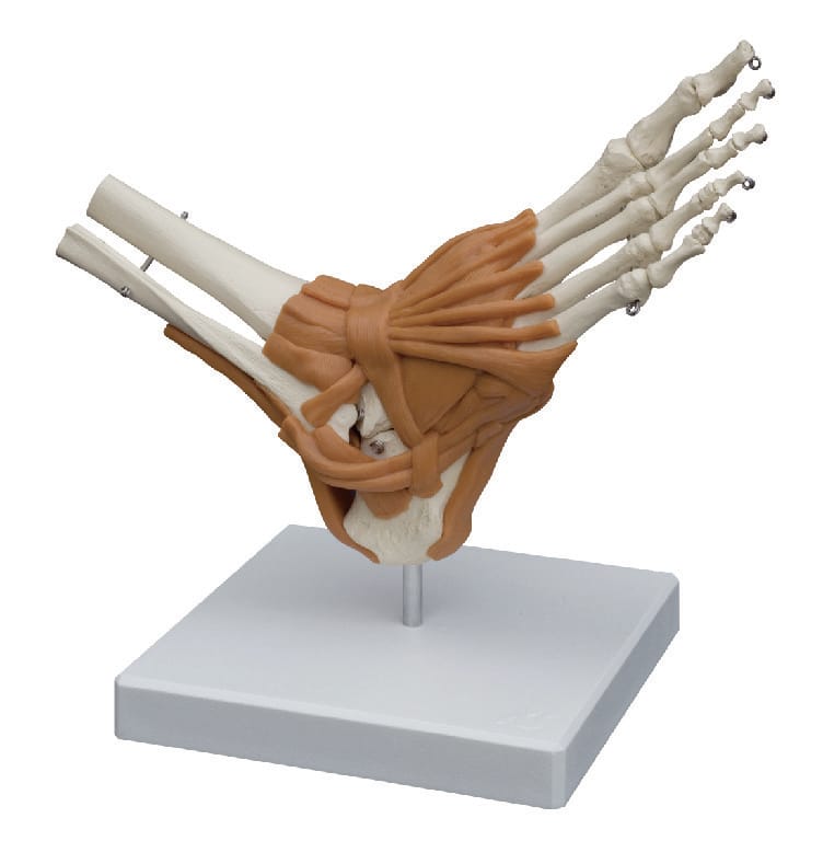 Rudiger® Ligamentary Joints Models