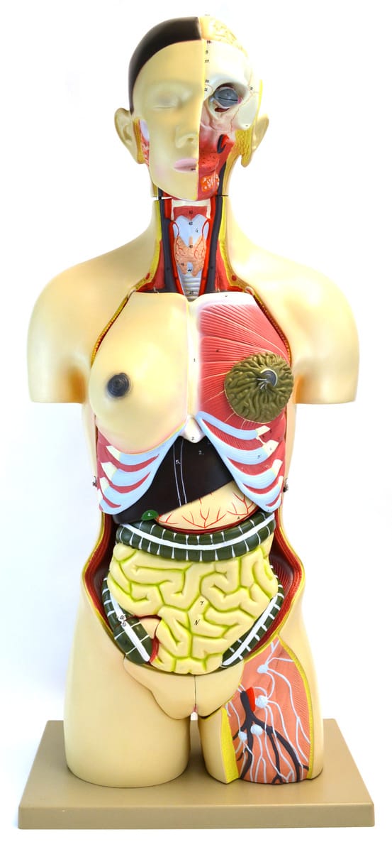 Eisco® Premium Dual Sex Human Torso with Open Back, 24 Parts