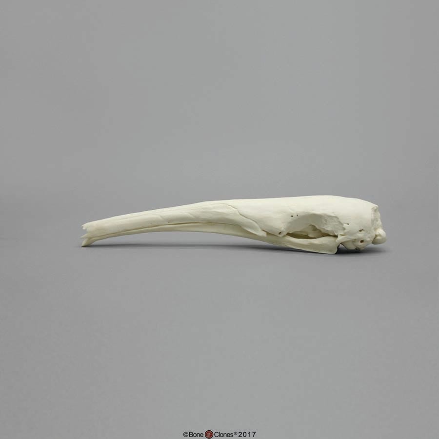BoneClones® Animal Skulls, Mammals