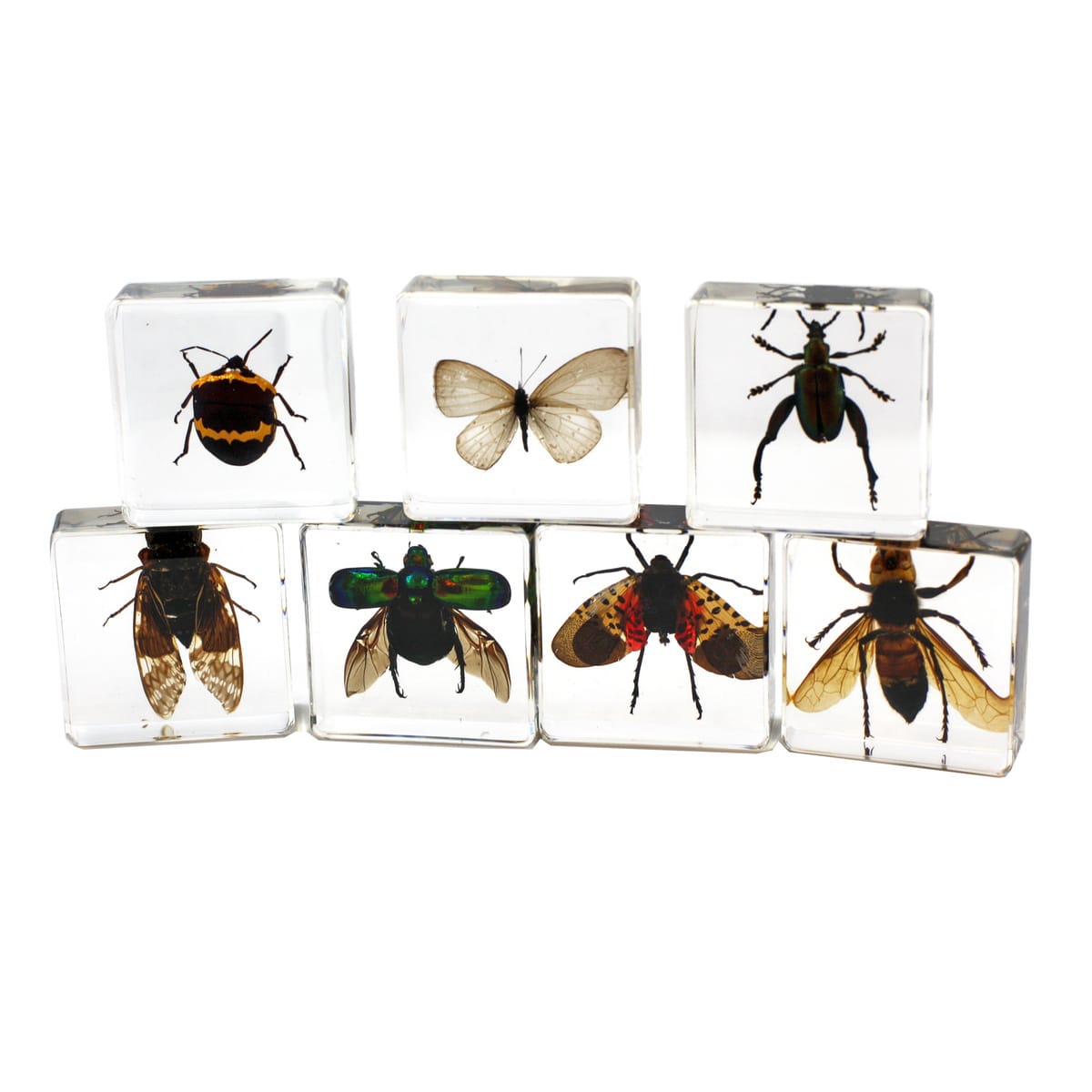 Insect Plastomount Collection Set of 7