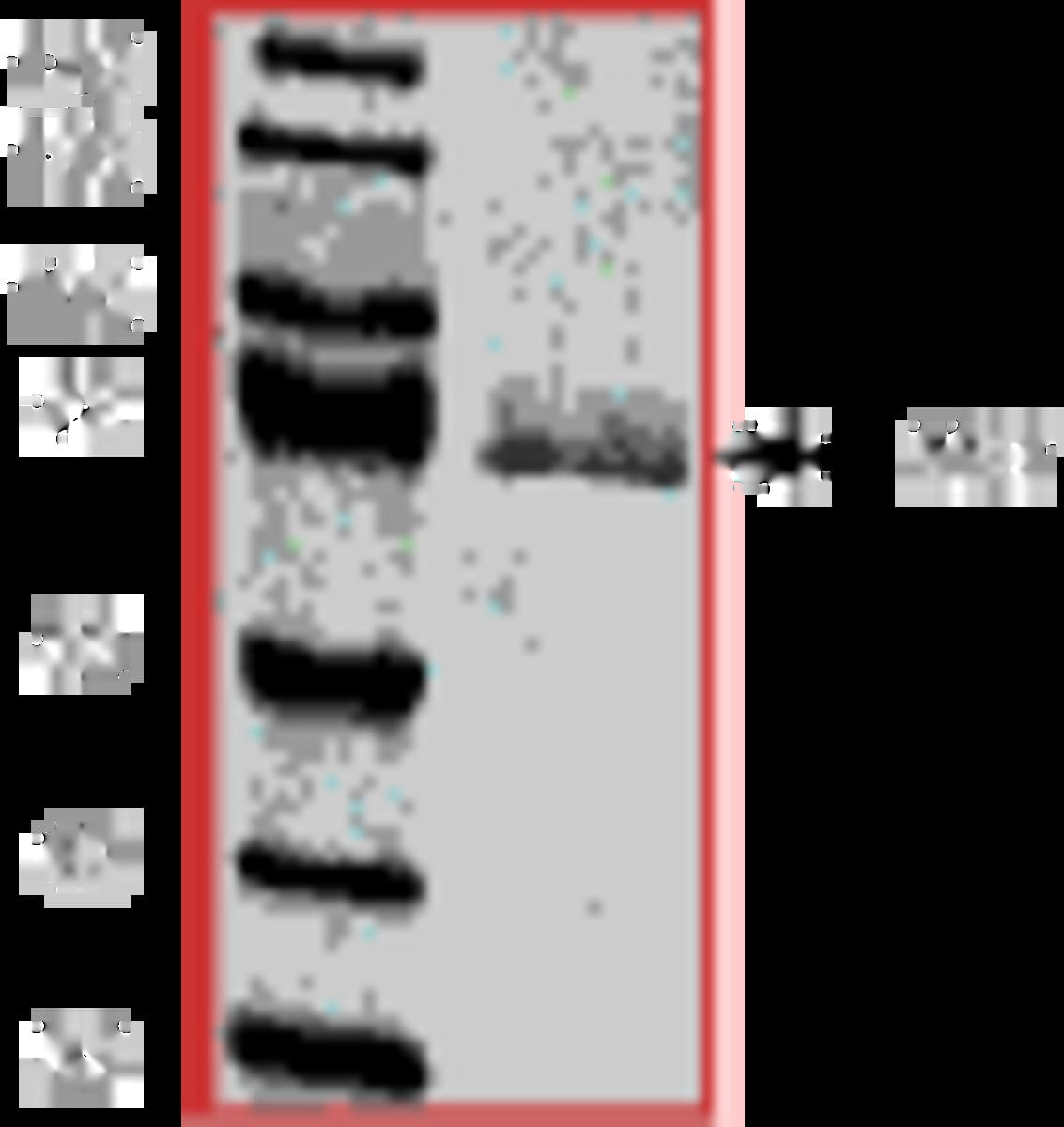 Rat Recombinant Met (c-Met) (from Baculovirus (Sf9 Insect cells)) | VWR ...