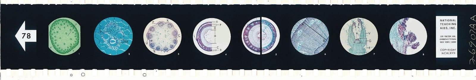 Stem of a Flowering Plant Microslide