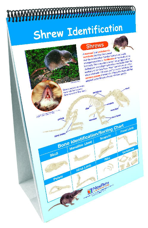 Owls and Owl Pellet Dissection Resources