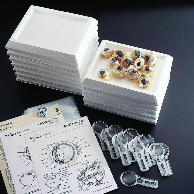 Ward's® Cow Eye Dissection Lab