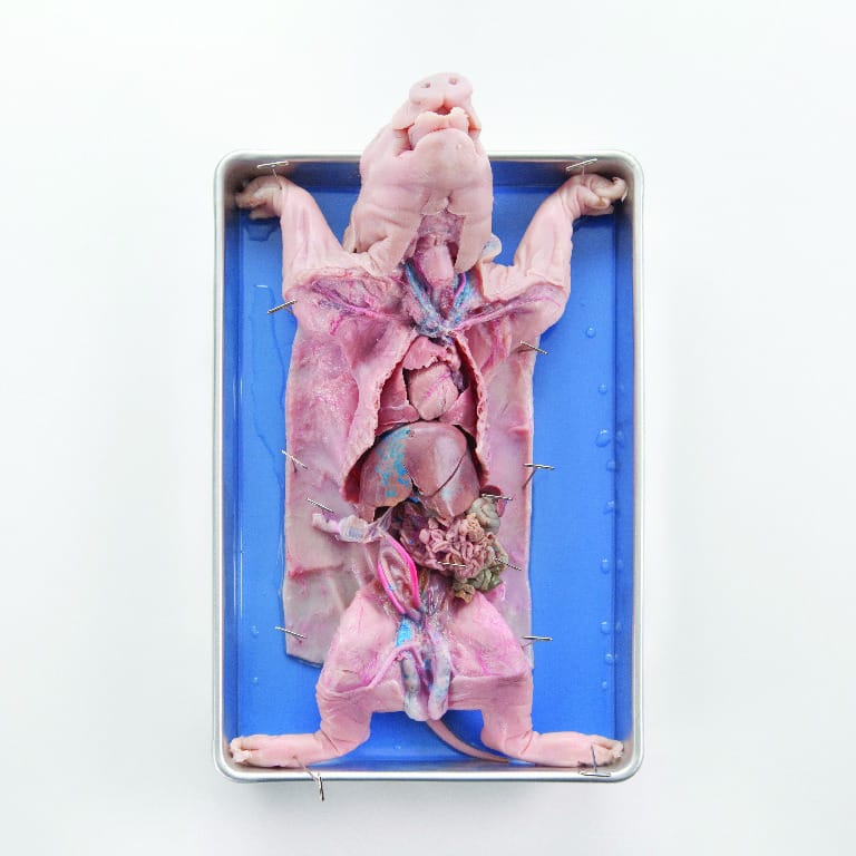 Ward's® Pure Preserved™ Fetal Pigs, Double Injected