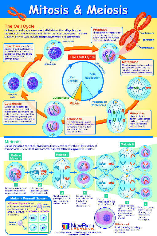 Curriculum Mastery Posters