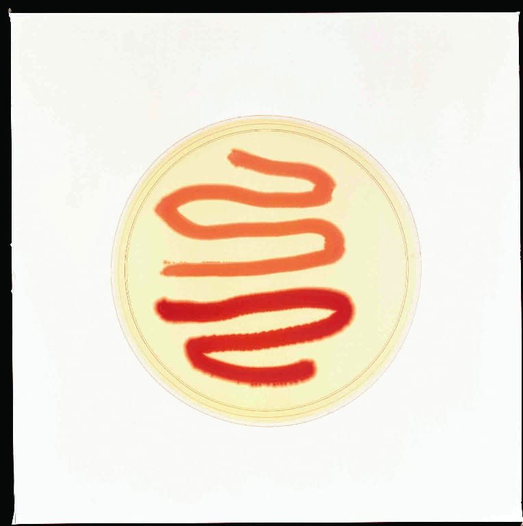 Ward's® Bacterial Synergism Lab Activity