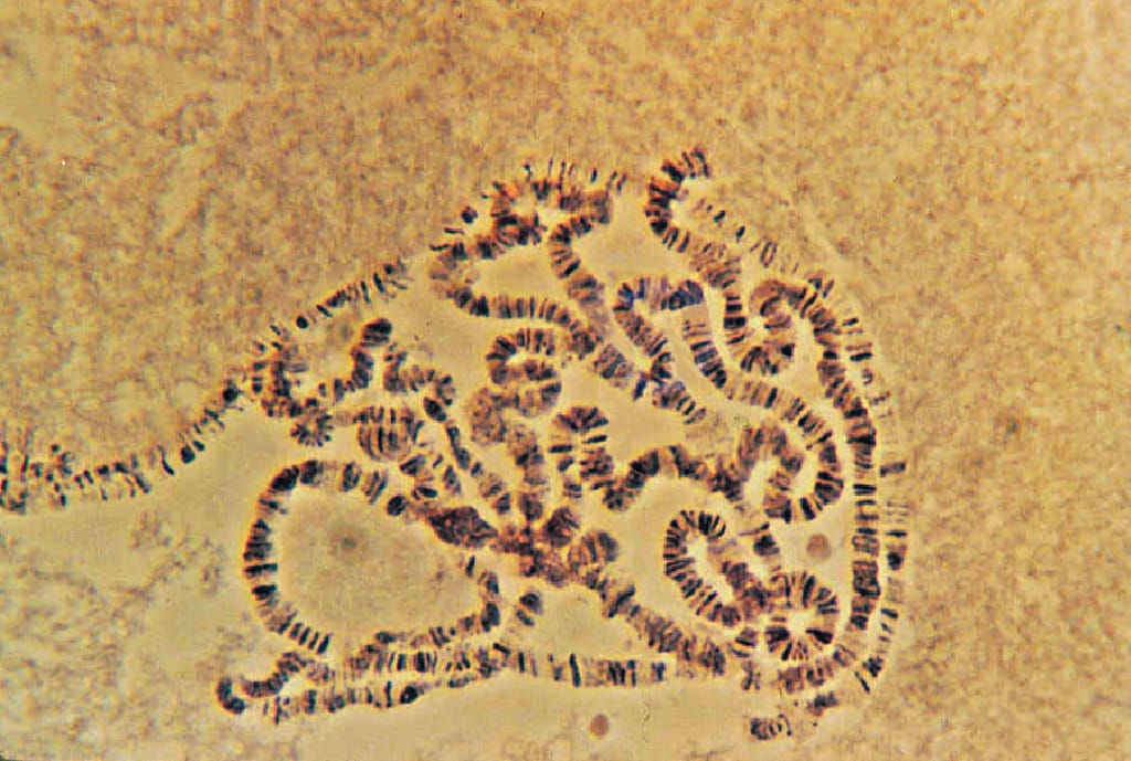 Chromosomes, Drosophila
